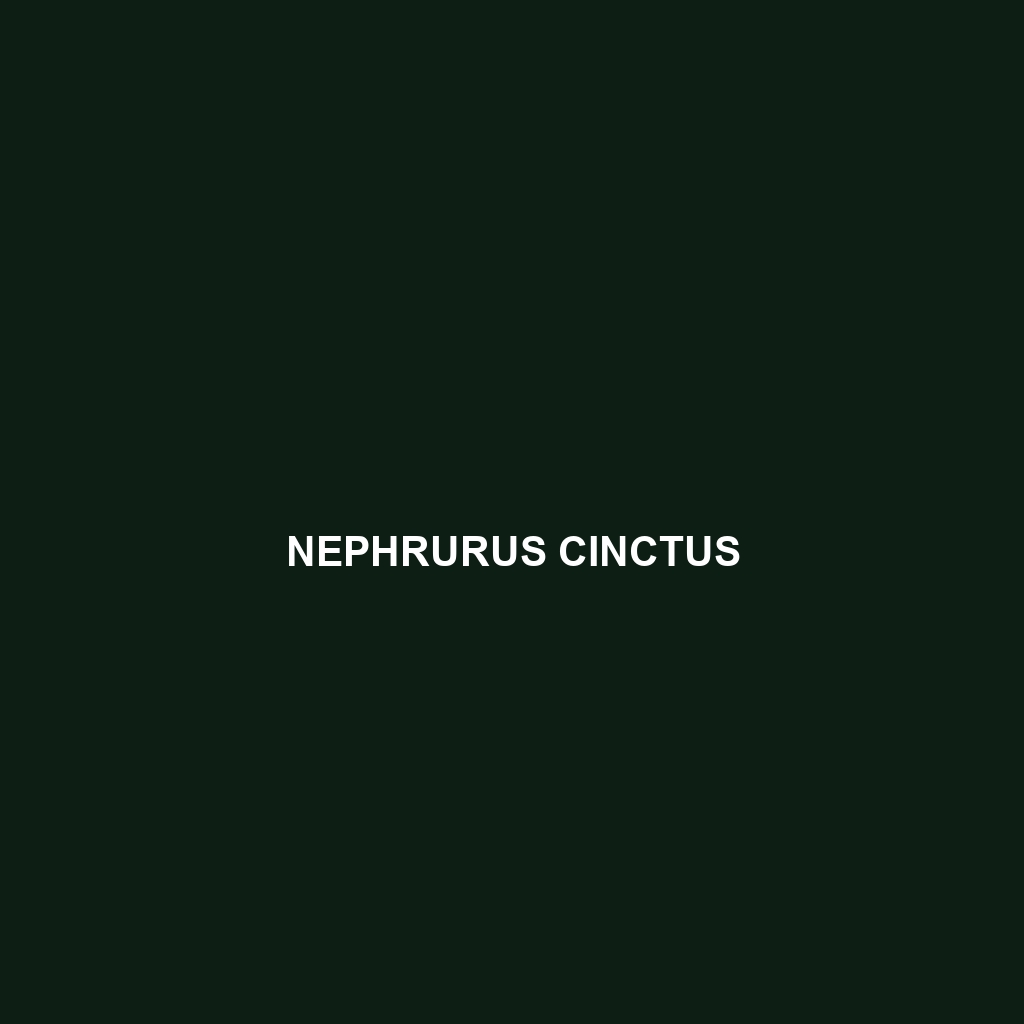 Nephrurus cinctus