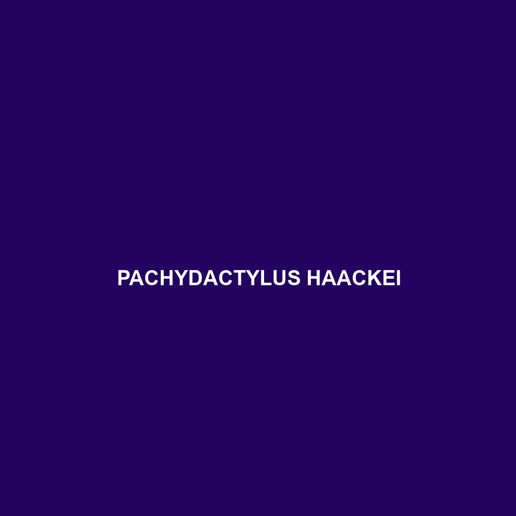 Pachydactylus haackei