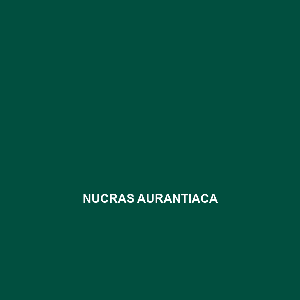 Nucras aurantiaca