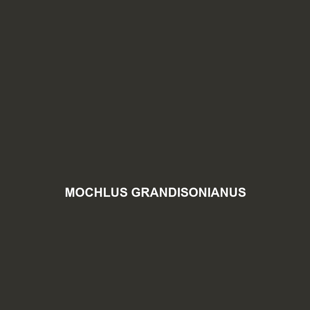 Mochlus grandisonianus