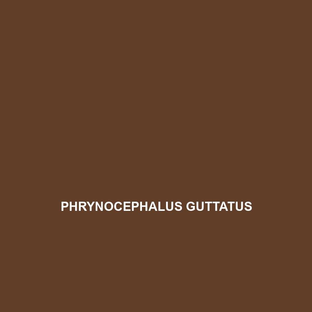 Phrynocephalus guttatus