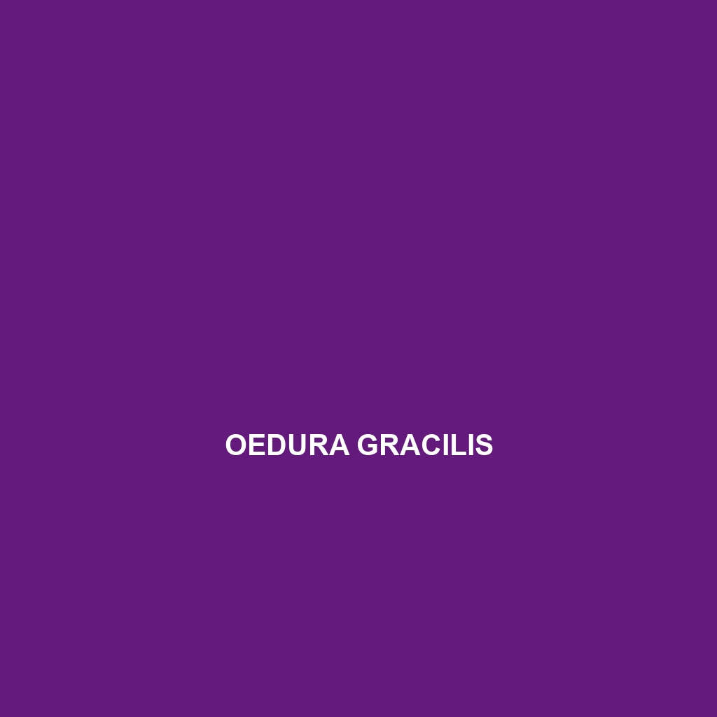 Oedura gracilis