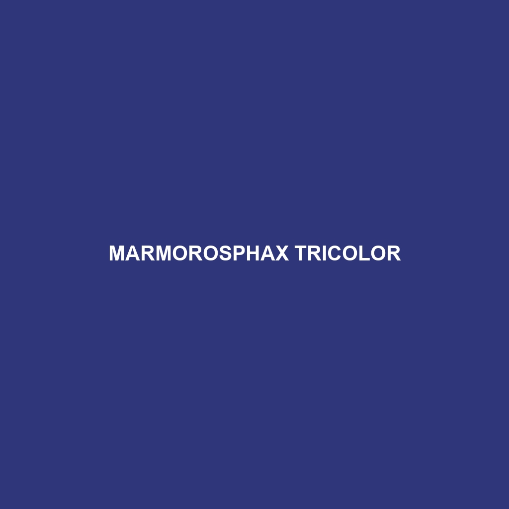 Marmorosphax tricolor