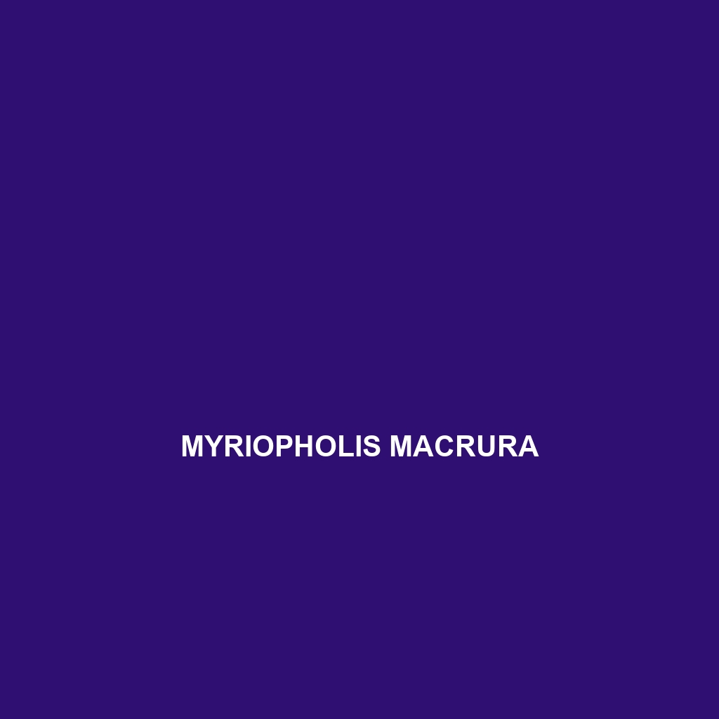 Myriopholis macrura