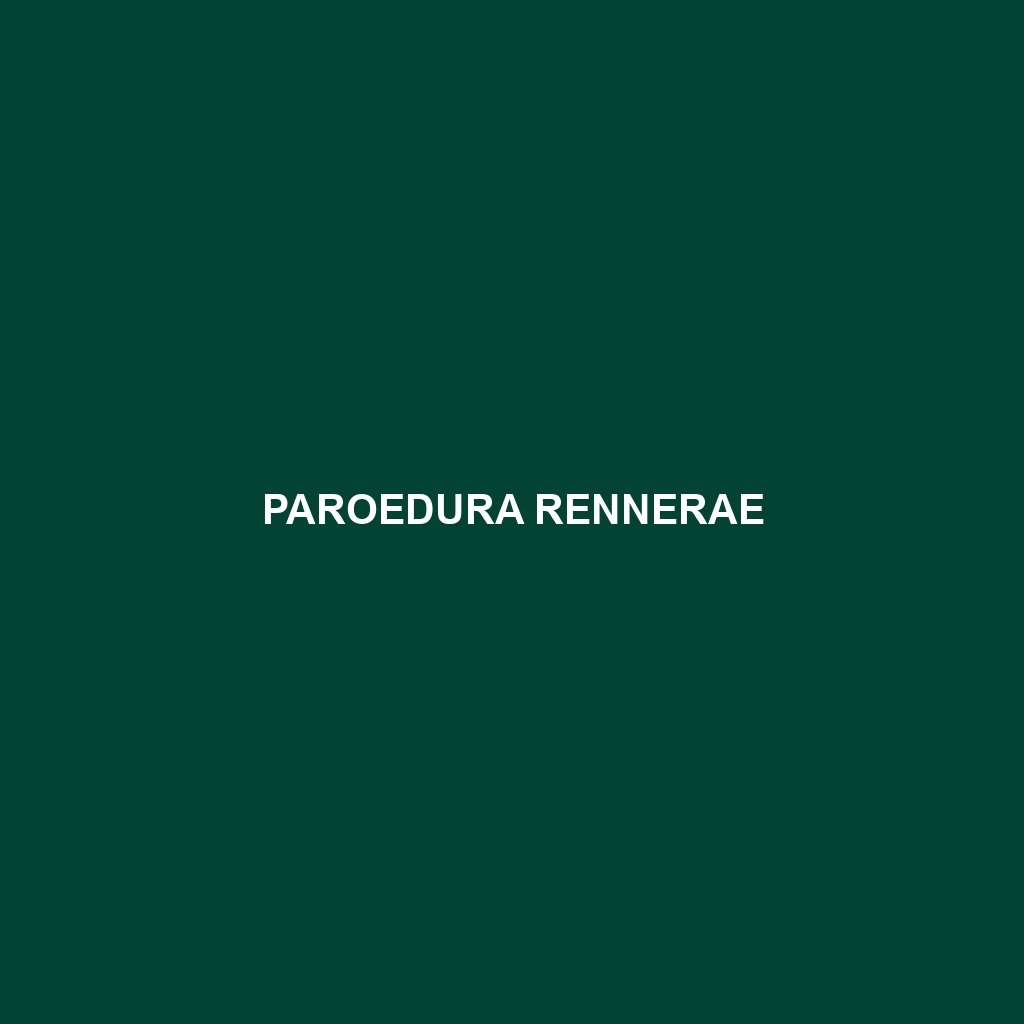 Paroedura rennerae