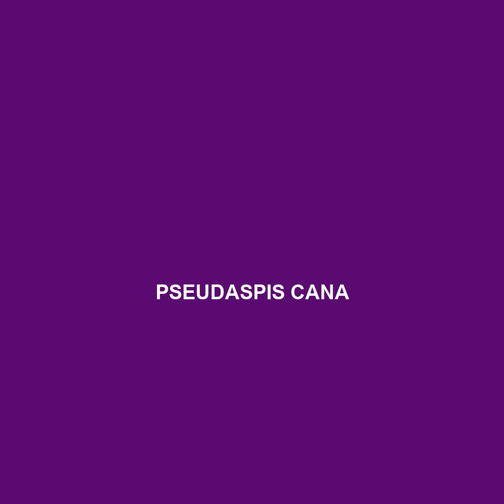 Pseudaspis cana