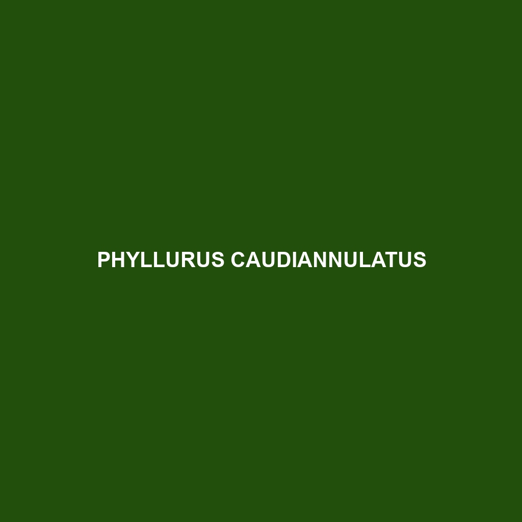 Phyllurus caudiannulatus