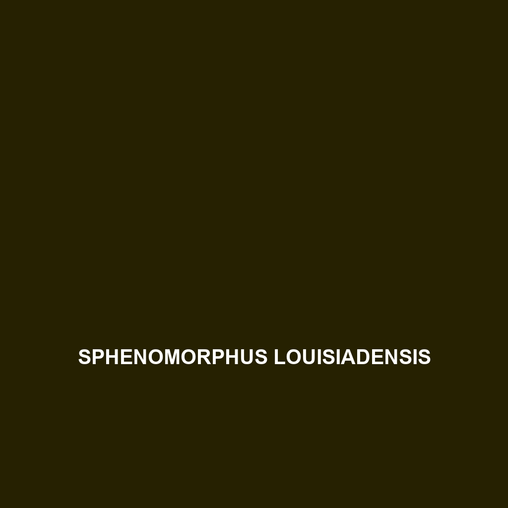 Sphenomorphus louisiadensis