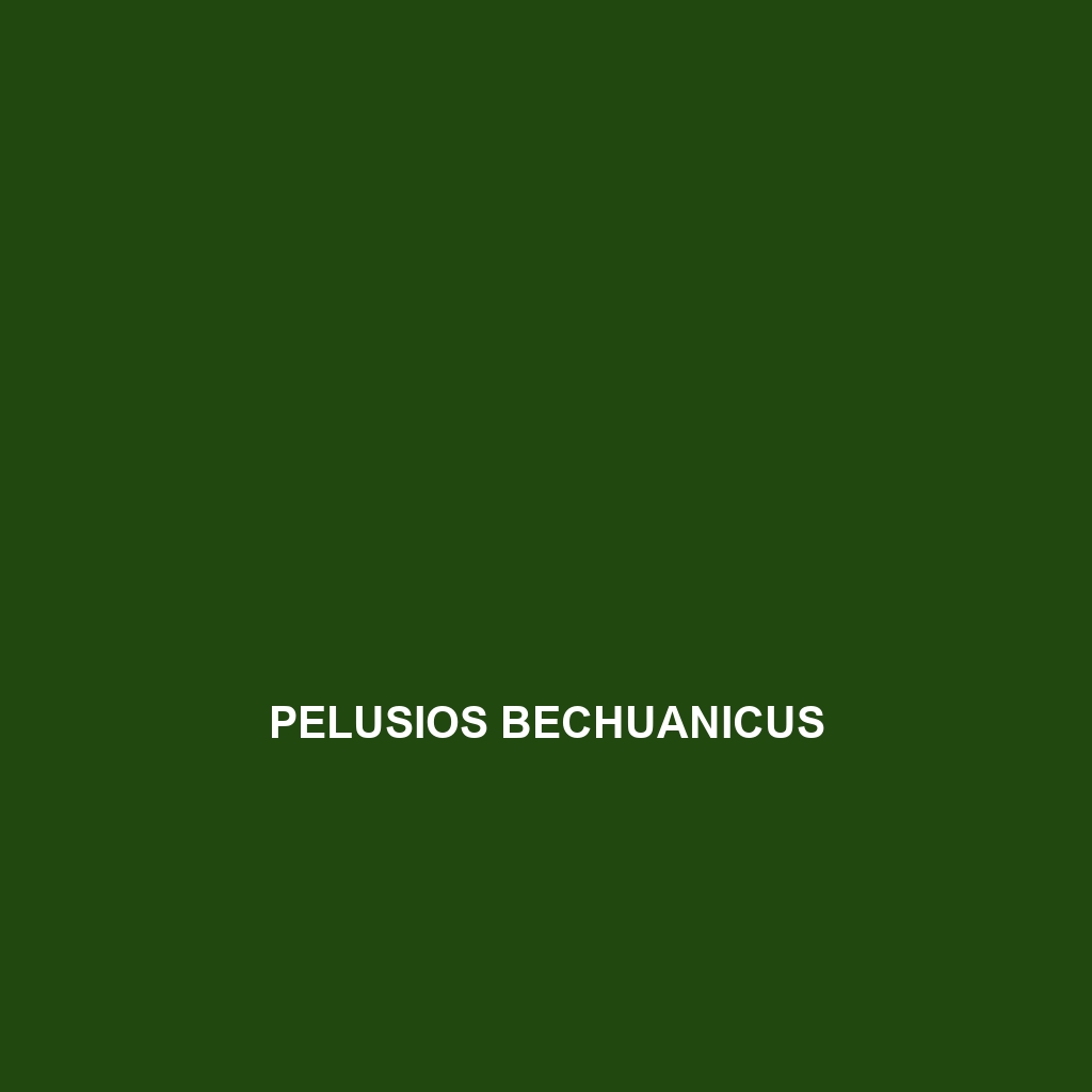 Pelusios bechuanicus