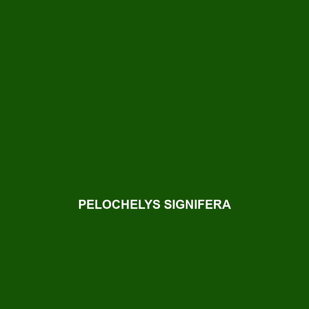 Pelochelys signifera