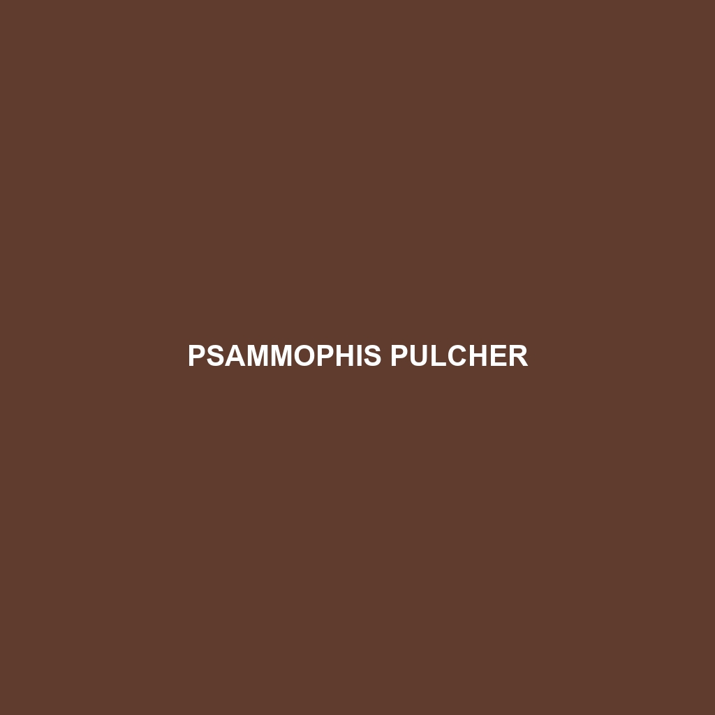 Psammophis pulcher