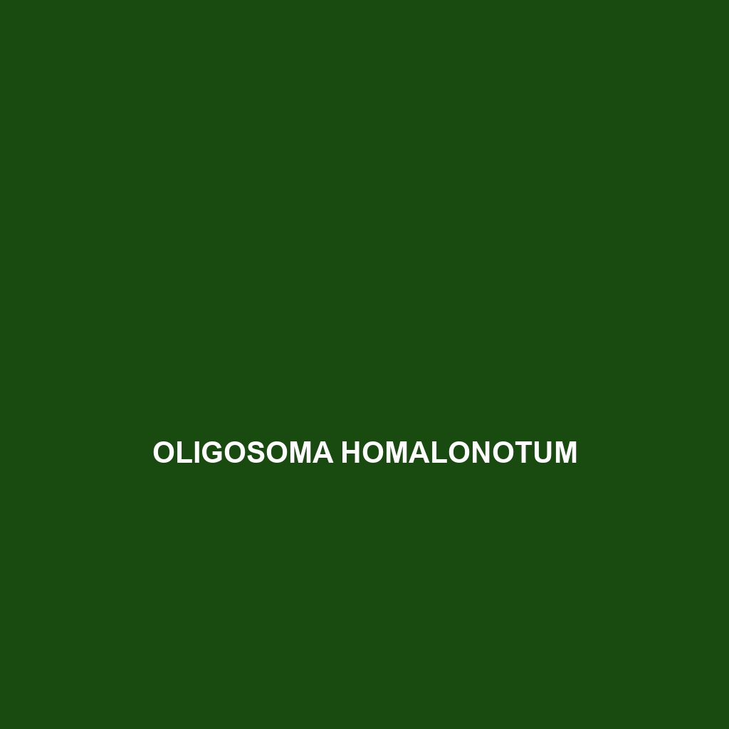 Oligosoma homalonotum