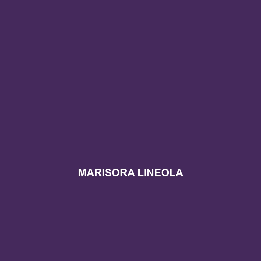 Marisora lineola