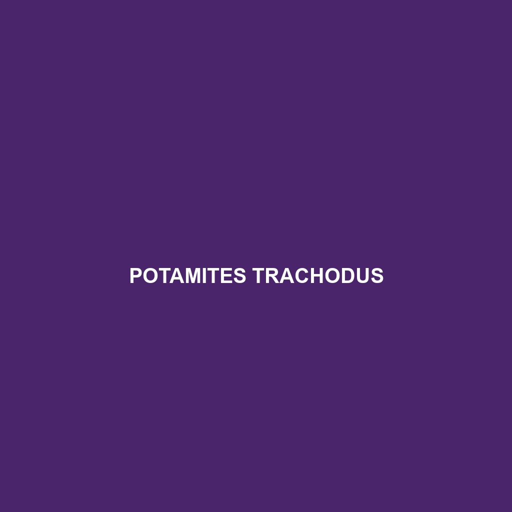 Potamites trachodus