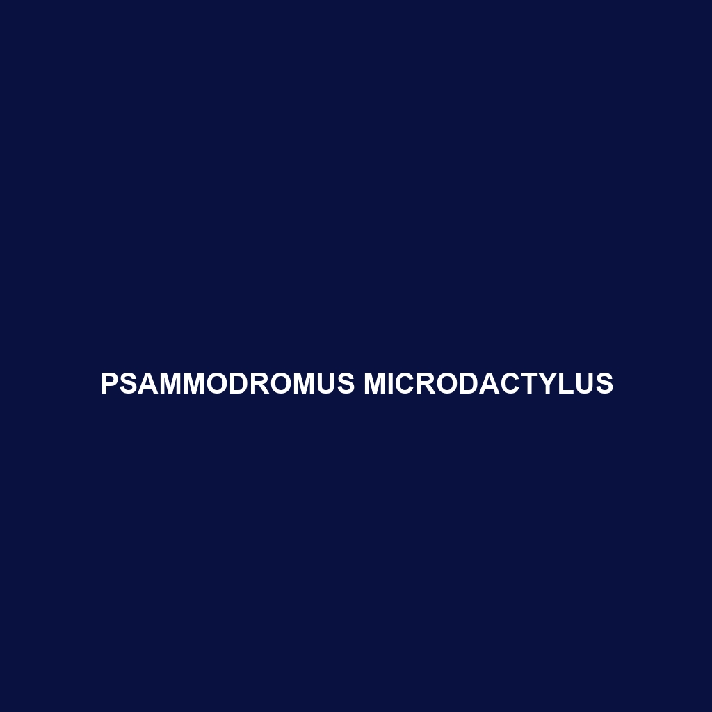 Psammodromus microdactylus