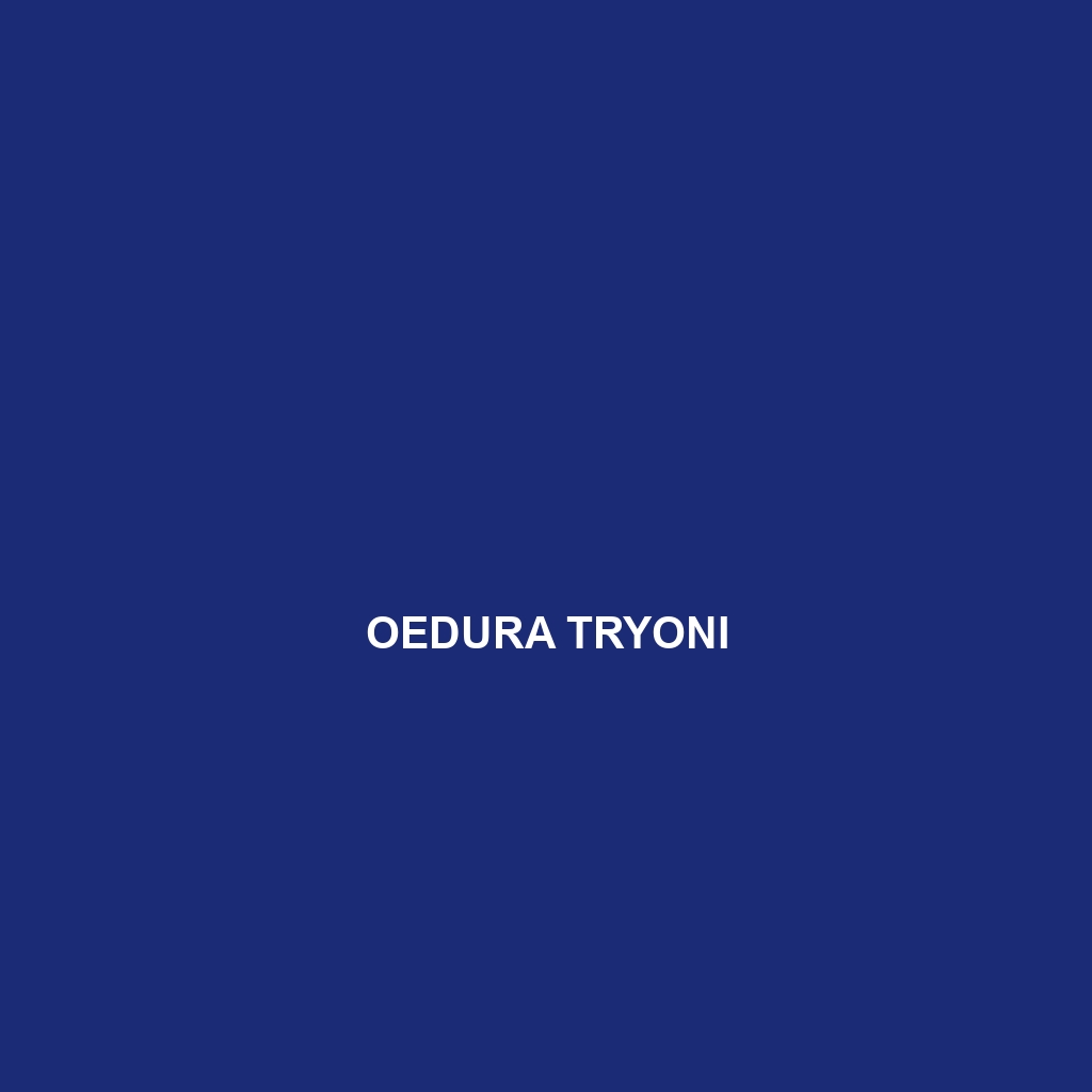 Oedura tryoni