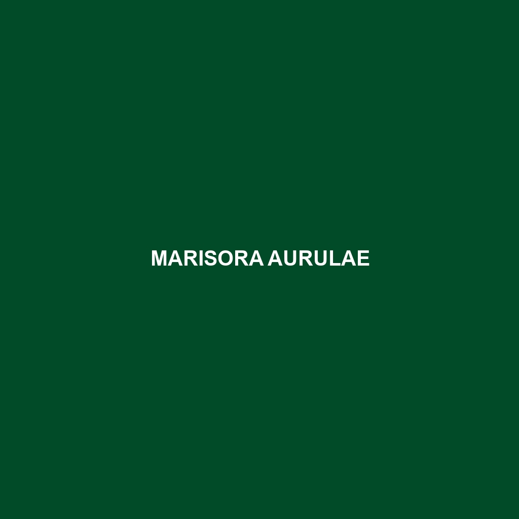 Marisora aurulae