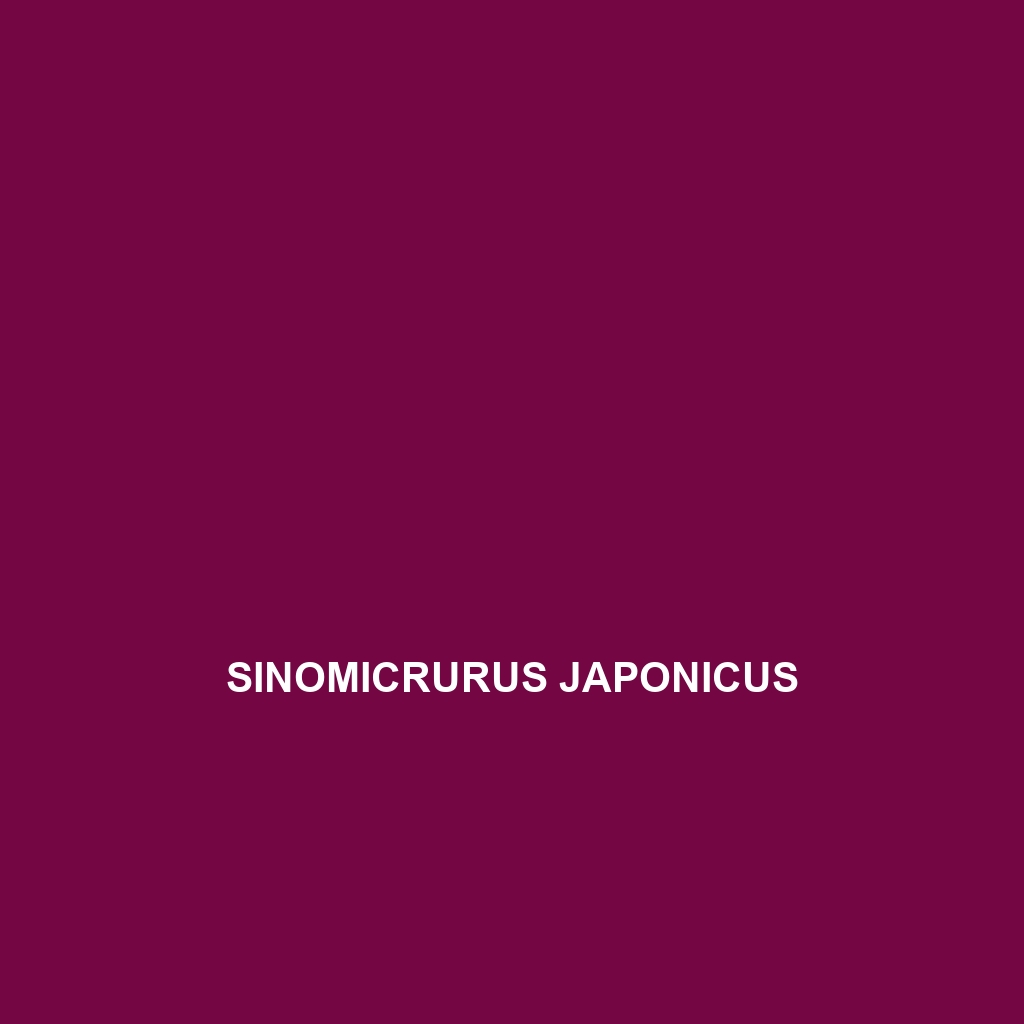 Sinomicrurus japonicus