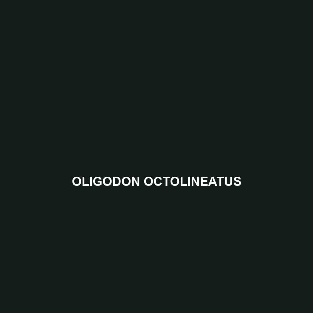 Oligodon octolineatus