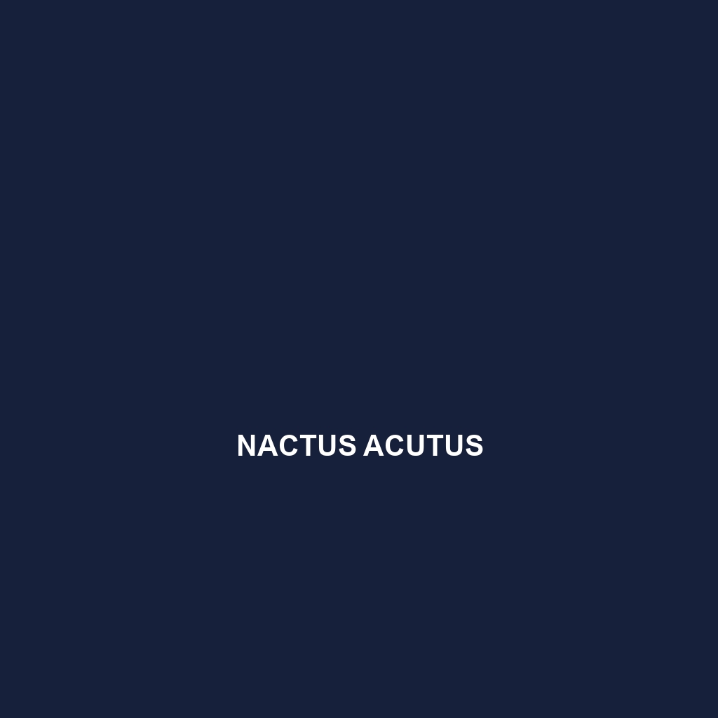 Nactus acutus