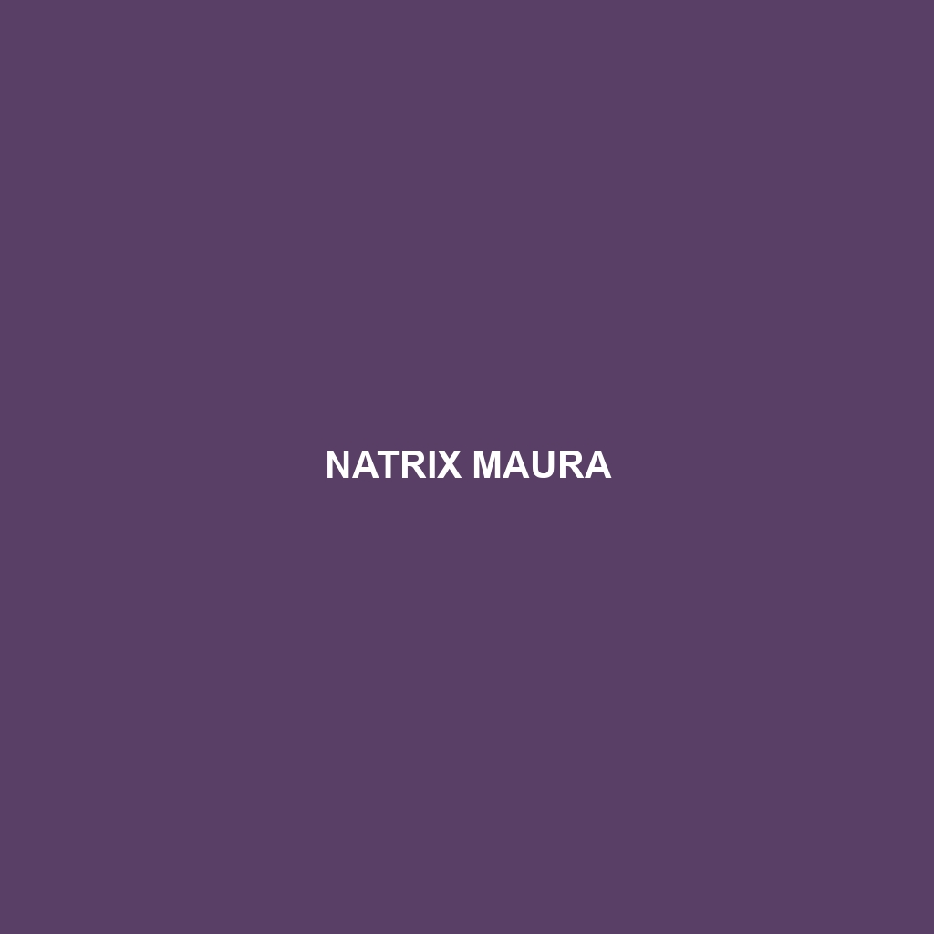 Natrix maura