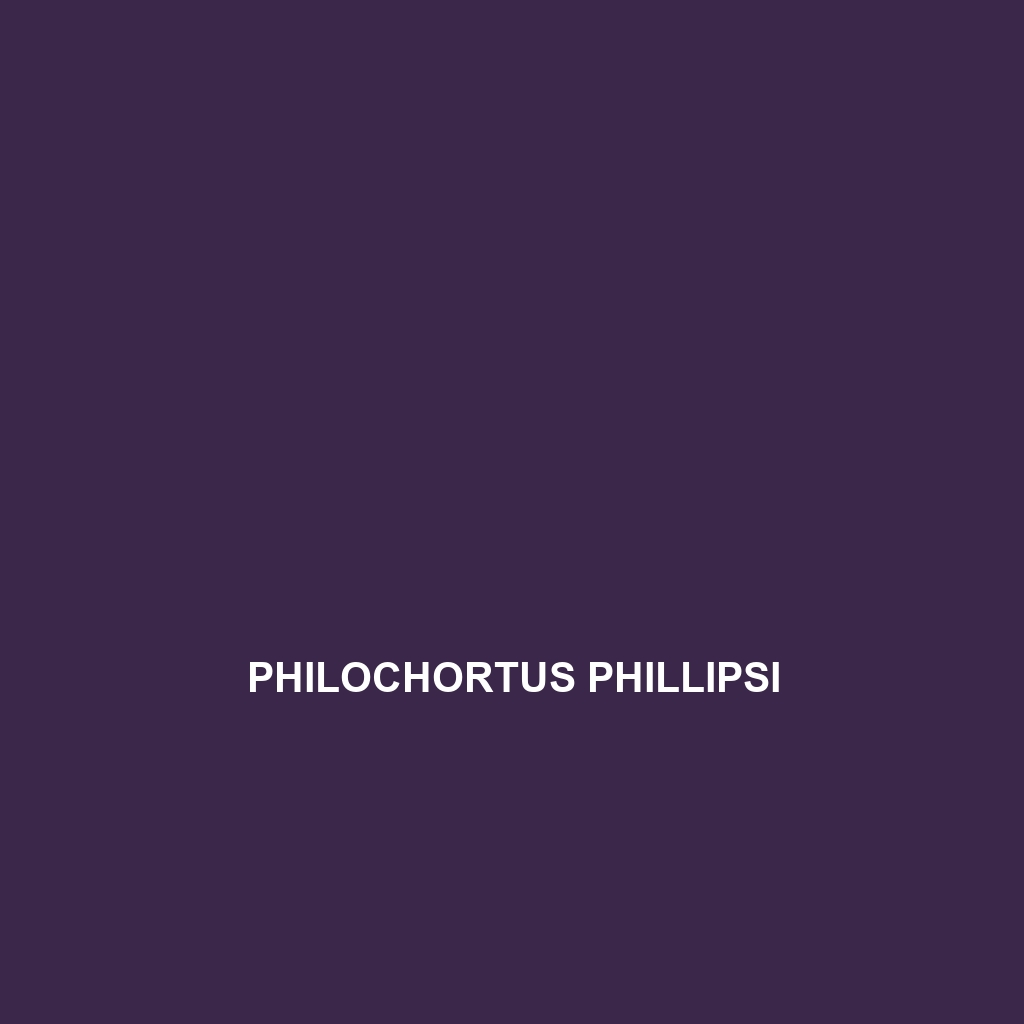 Philochortus phillipsi