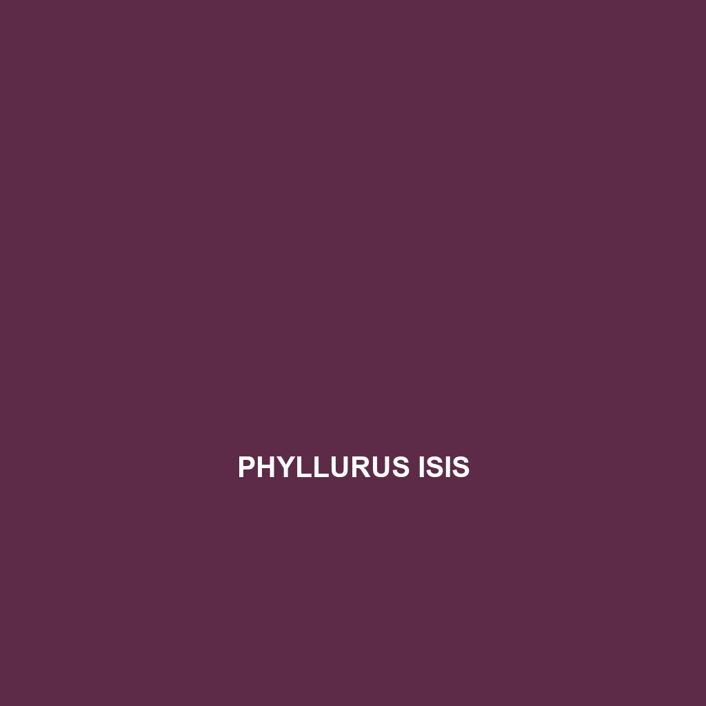 Phyllurus isis