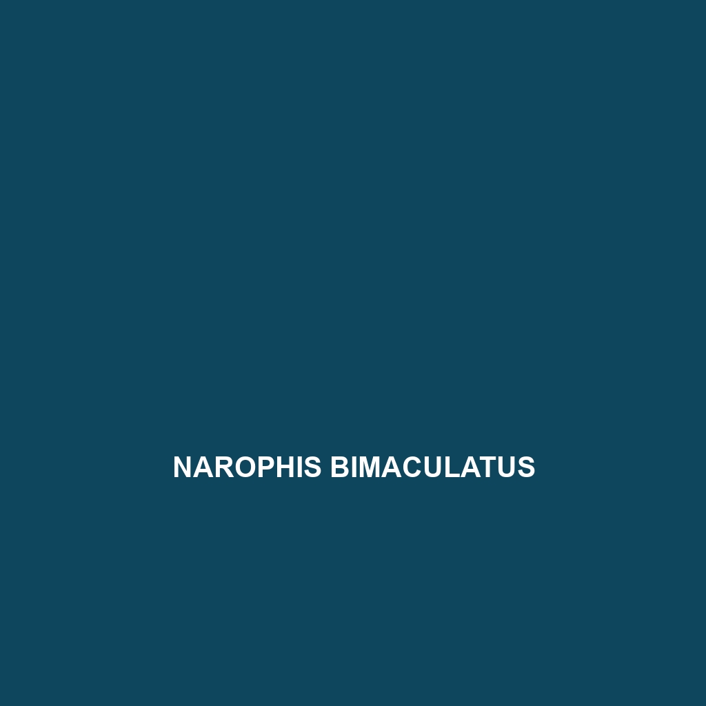 Narophis bimaculatus