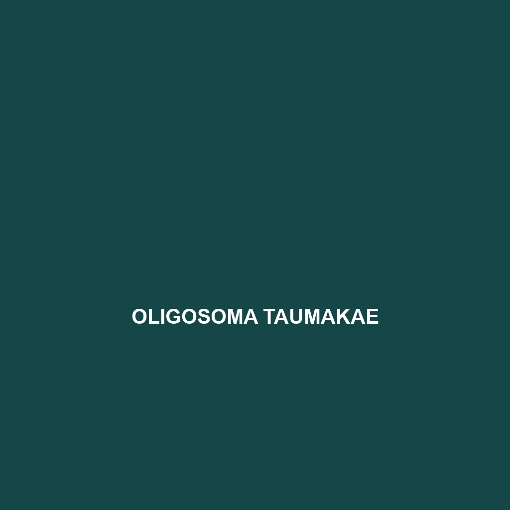 Oligosoma taumakae