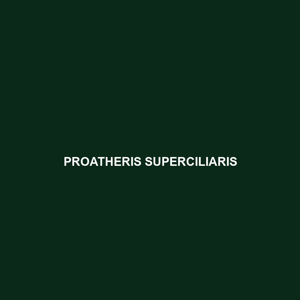 Proatheris superciliaris