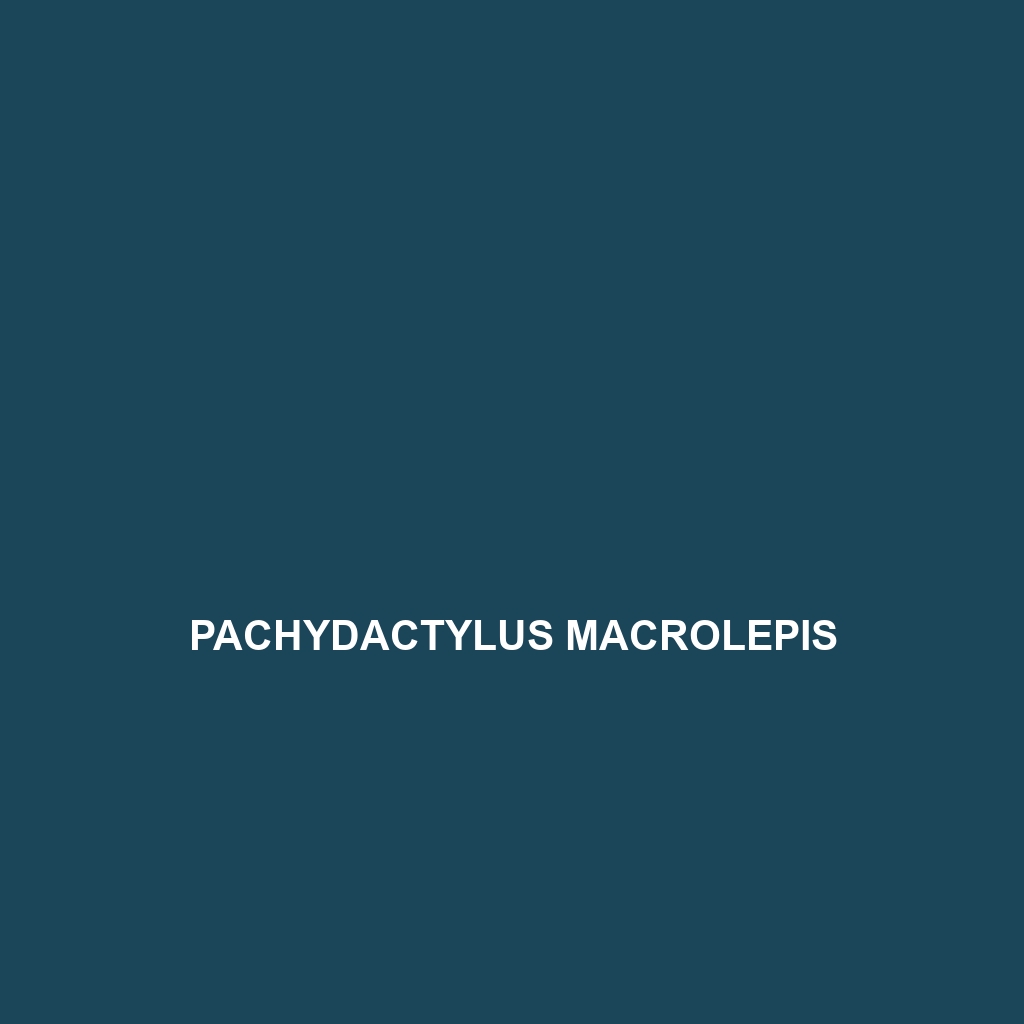 Pachydactylus macrolepis