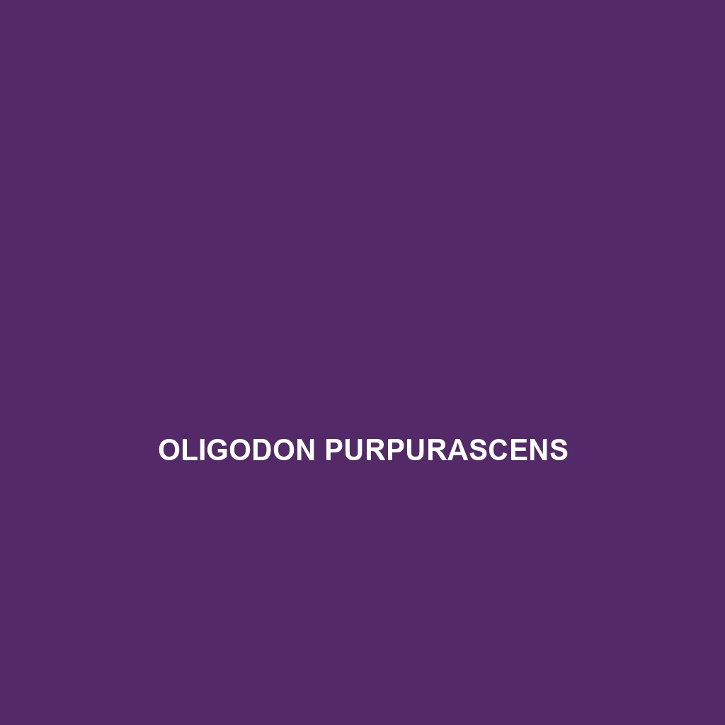 Oligodon purpurascens