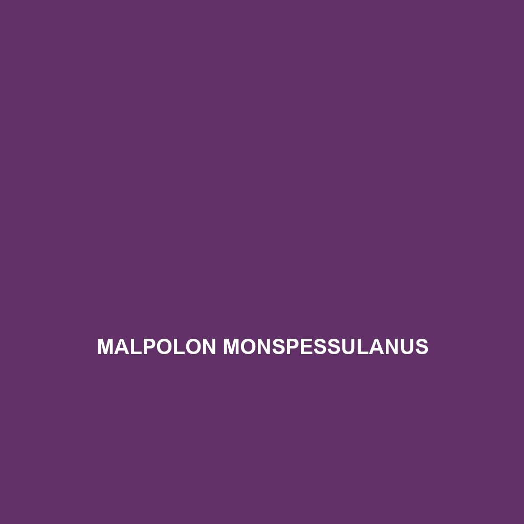 Malpolon monspessulanus