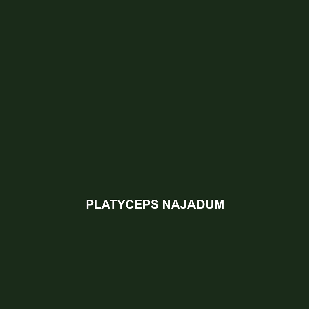 Platyceps najadum