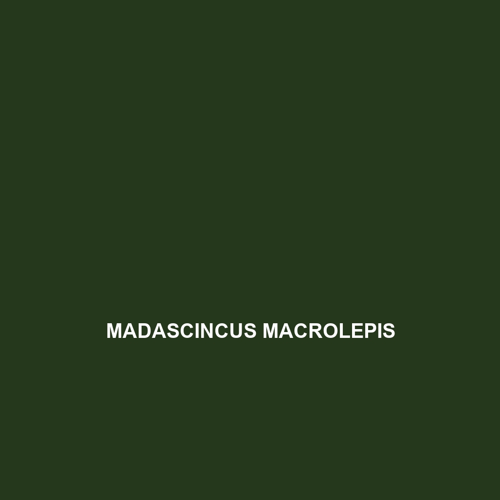 Madascincus macrolepis