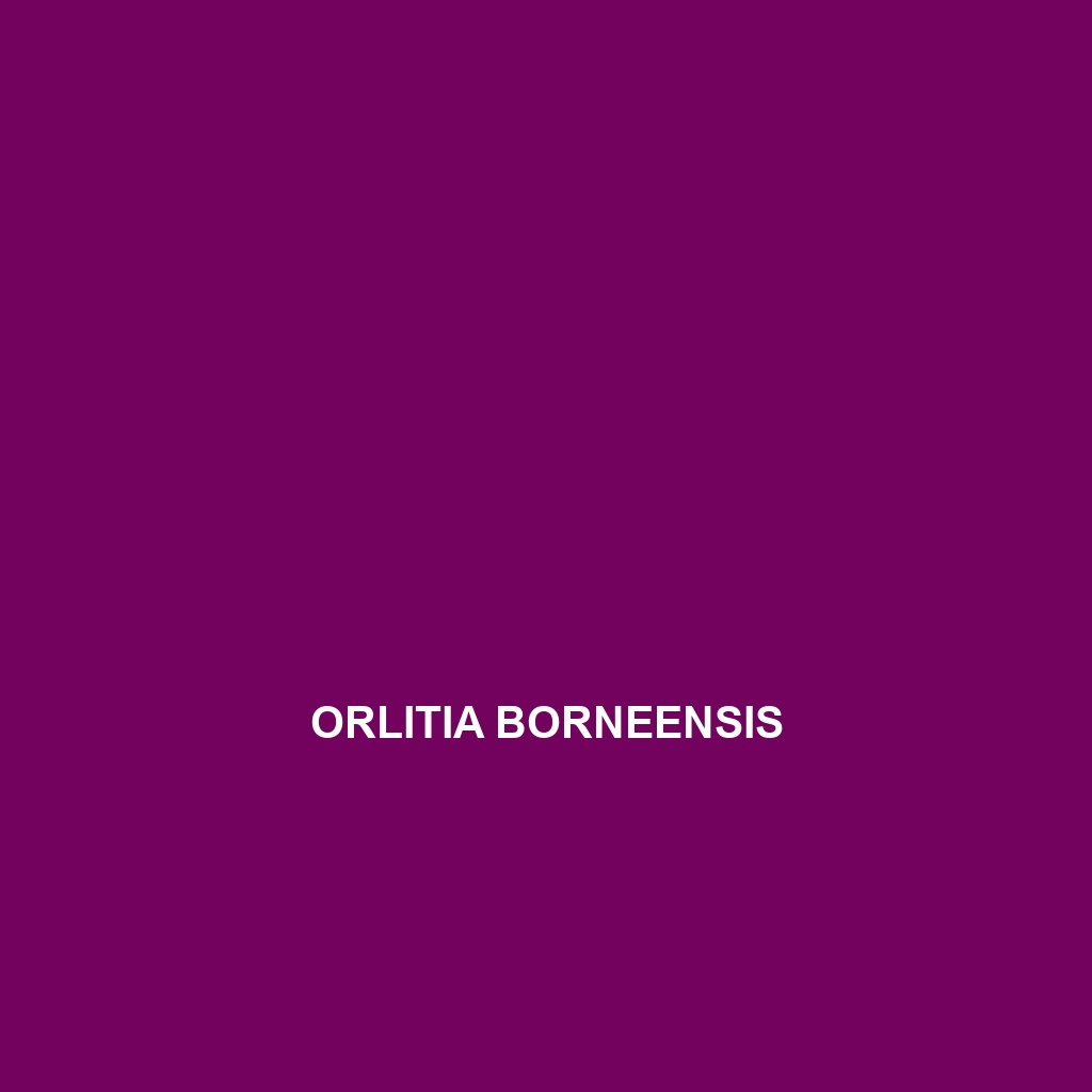 Orlitia borneensis