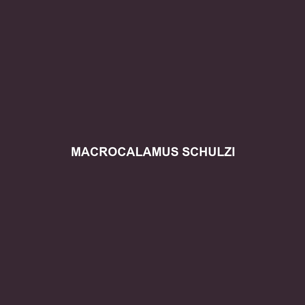 Macrocalamus schulzi