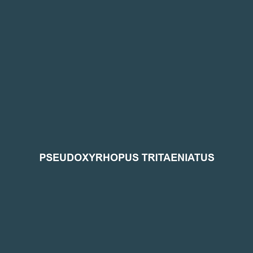 Pseudoxyrhopus tritaeniatus