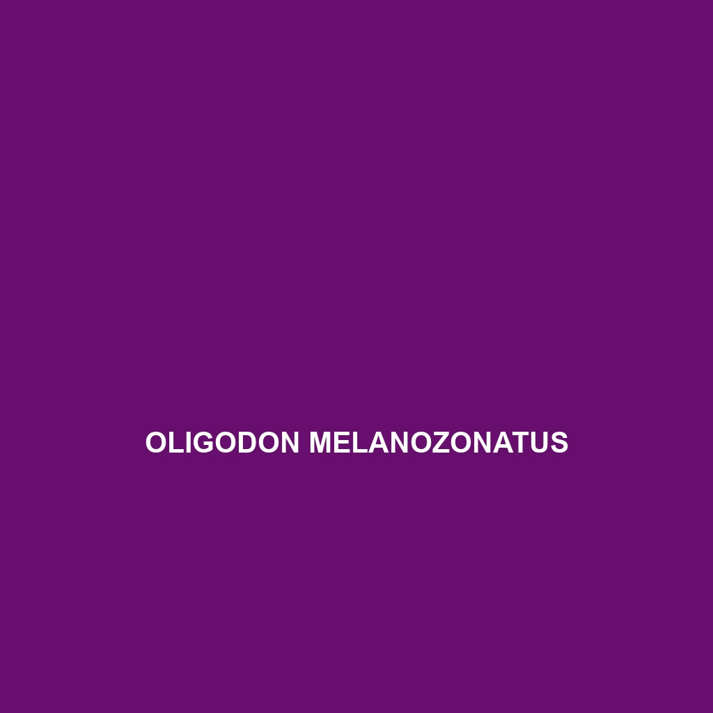 Oligodon melanozonatus