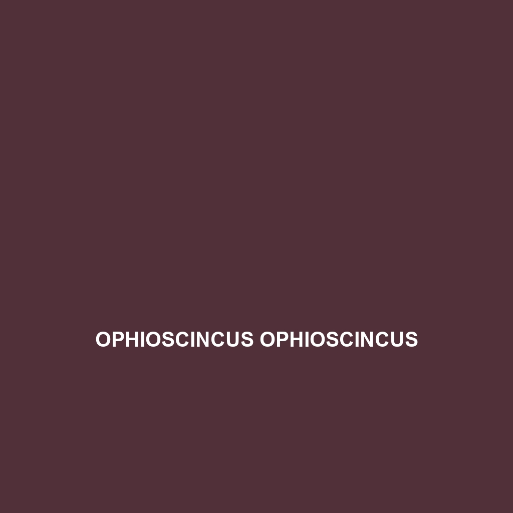 Ophioscincus ophioscincus