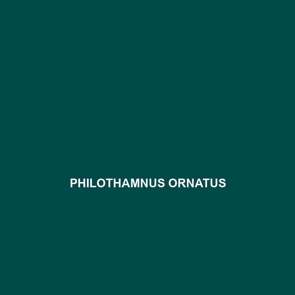 Philothamnus ornatus