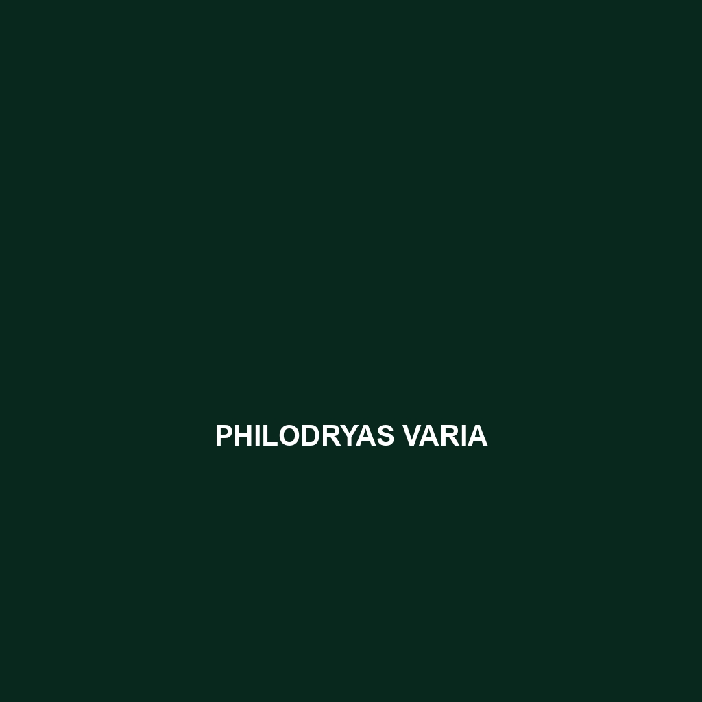 Philodryas varia