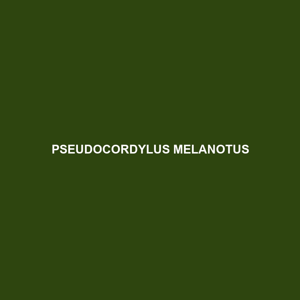 Pseudocordylus melanotus