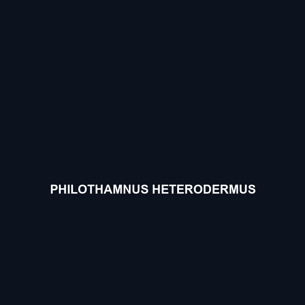 Philothamnus heterodermus