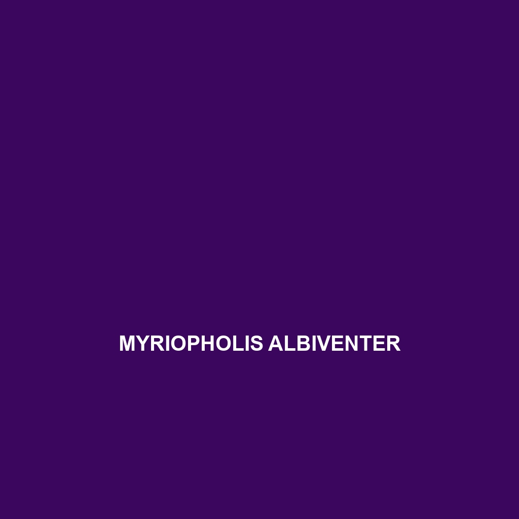 Myriopholis albiventer