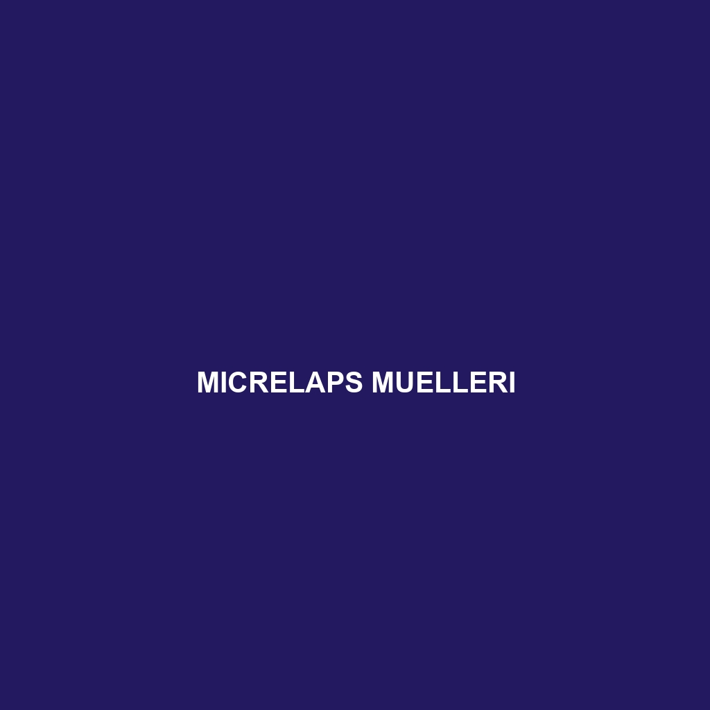 Micrelaps muelleri