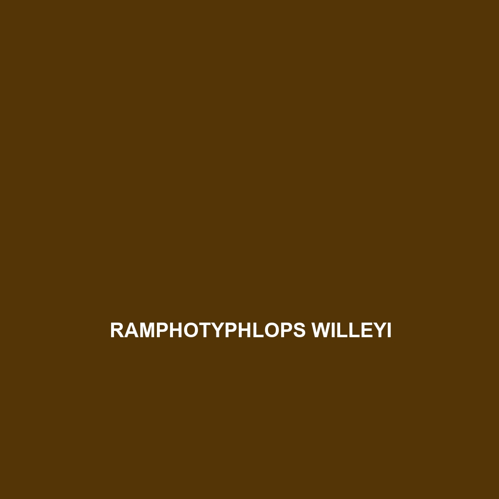 Ramphotyphlops willeyi