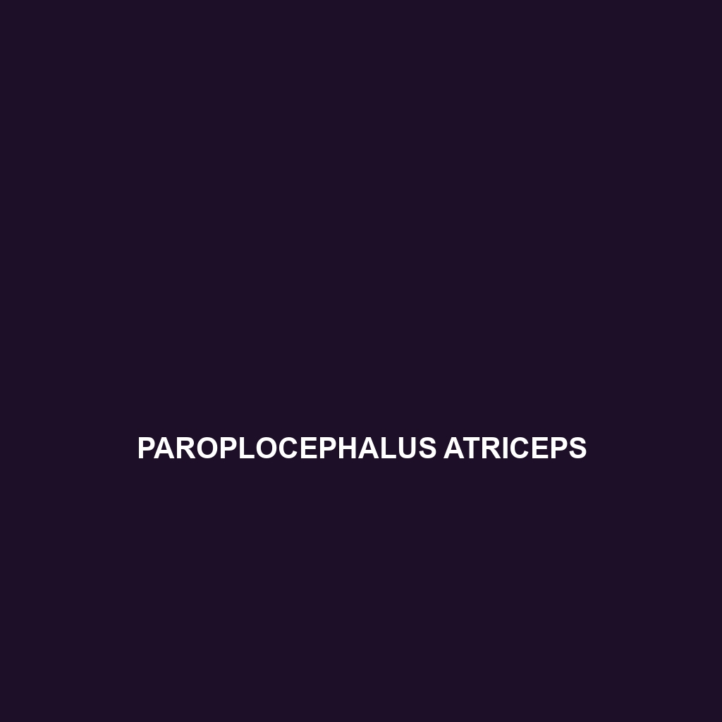 Paroplocephalus atriceps