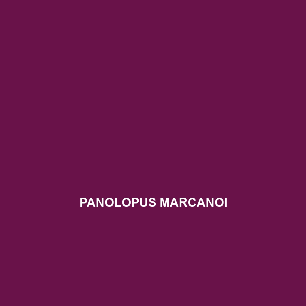 Panolopus marcanoi