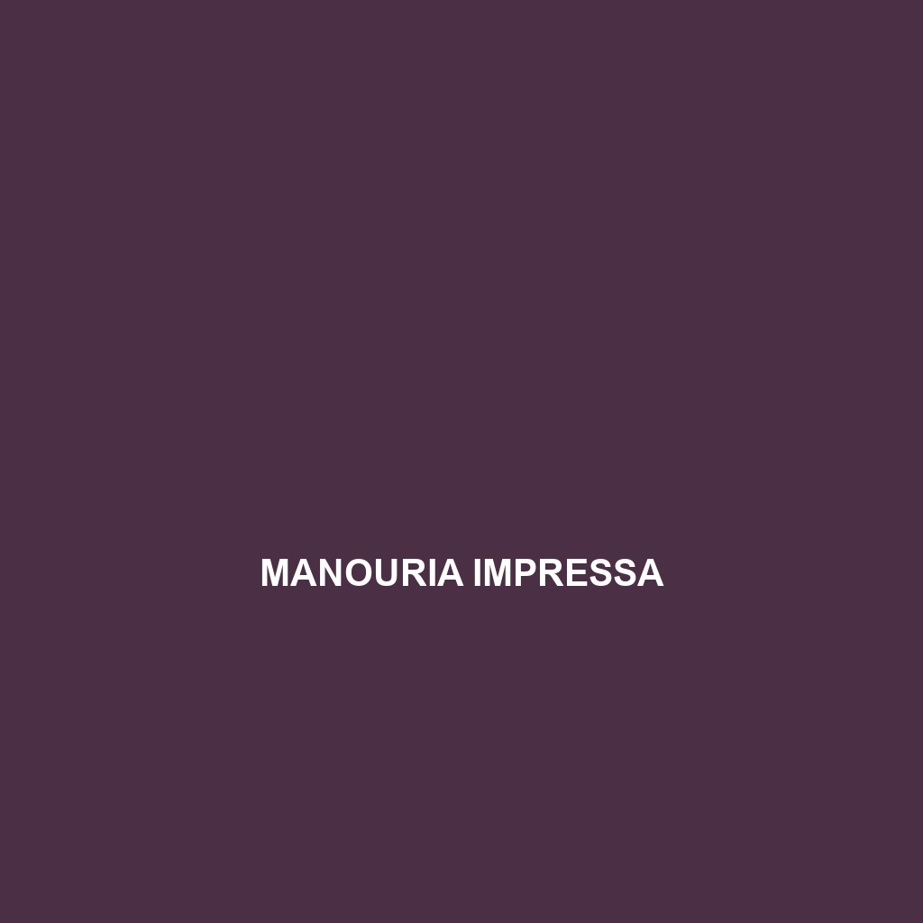 Manouria emys